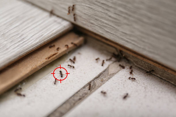 Best Insect Control  in Cliffside Park, NJ