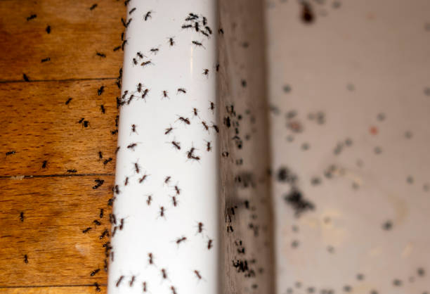 Wasp Removal Services in Cliffside Park, NJ