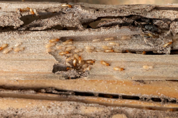Reliable Cliffside Park, NJ Pest Control Solutions